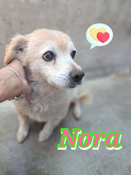nora taglia piccola, nata nel 2018