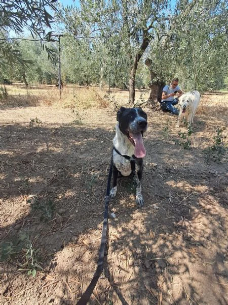 fenice, dolcissima cagnolona | Foto 1