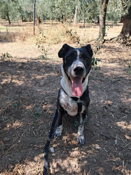 fenice, dolcissima cagnolona