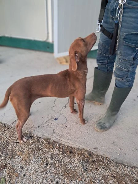 lola mix segugio | Foto 1