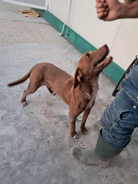 lola mix segugio | Foto 0