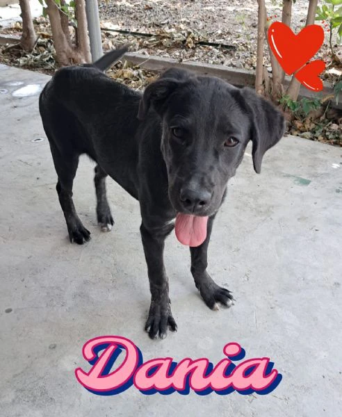 dania classe 2024