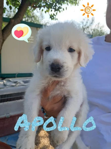apollo nato ad giugno 2025   
