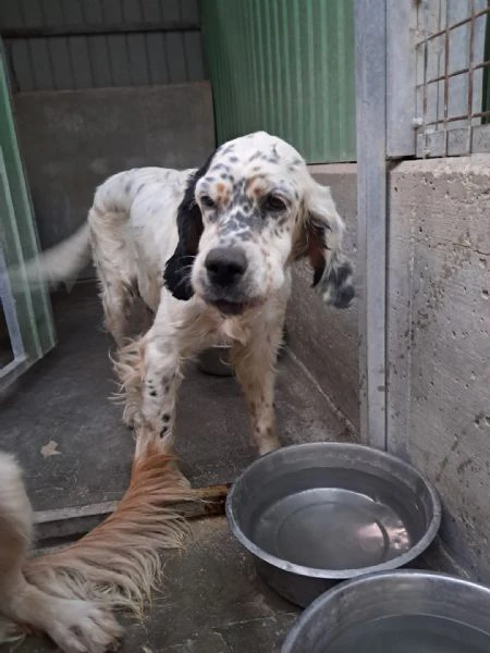 mirta simil setter | Foto 1