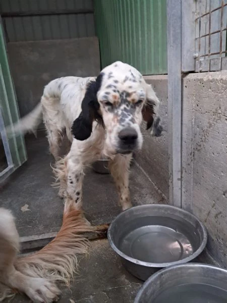 mirta simil setter | Foto 0