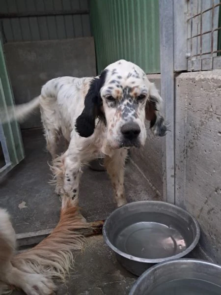 mirta simil setter