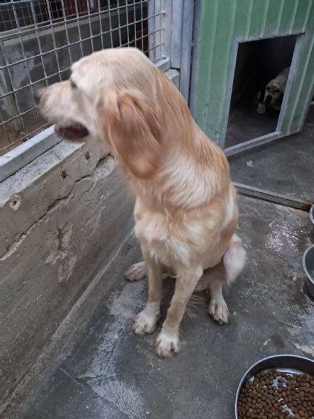 dory mix golden retriever | Foto 0