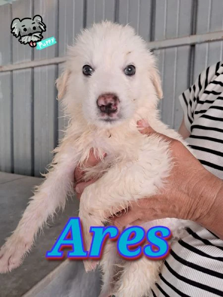 ares cucciolo amorevole