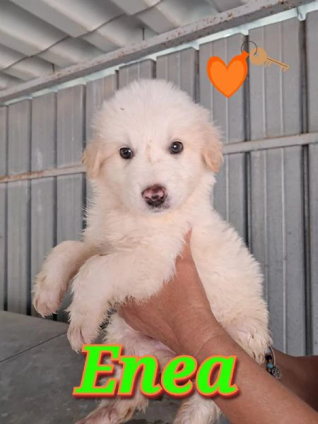 enea meraviglioso cucciolo