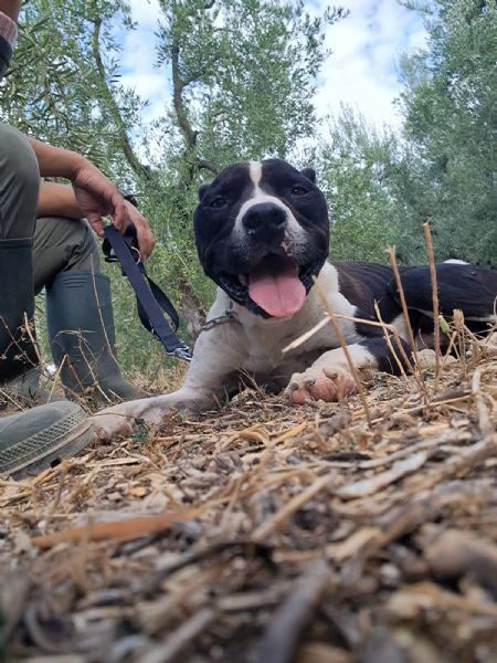 chicco - mix pit/amstaff bianco e nero, giovane | Foto 3