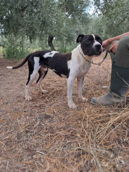 chicco - mix pit/amstaff bianco e nero, giovane | Foto 2