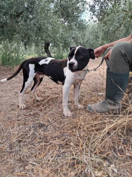 chicco - mix pit/amstaff bianco e nero, giovane