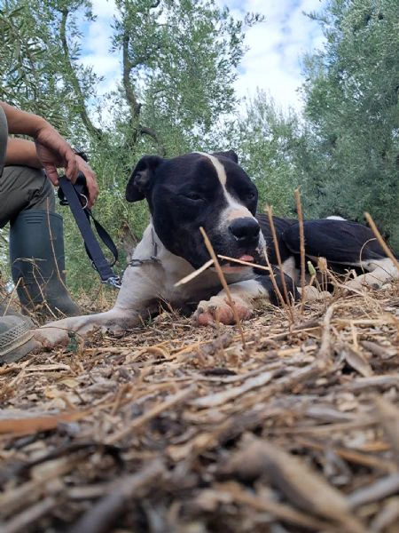 chicco - mix pit/amstaff bianco e nero, giovane | Foto 1