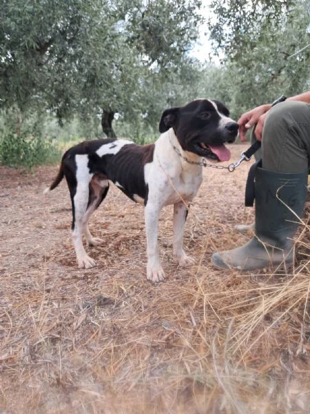 chicco - mix pit/amstaff bianco e nero, giovane | Foto 0
