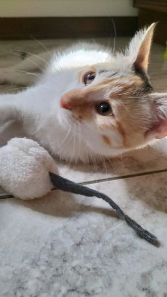 macchia gattina dolcissima | Foto 1