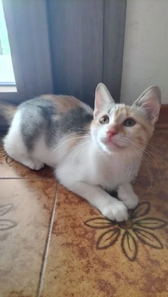 macchia gattina dolcissima | Foto 0