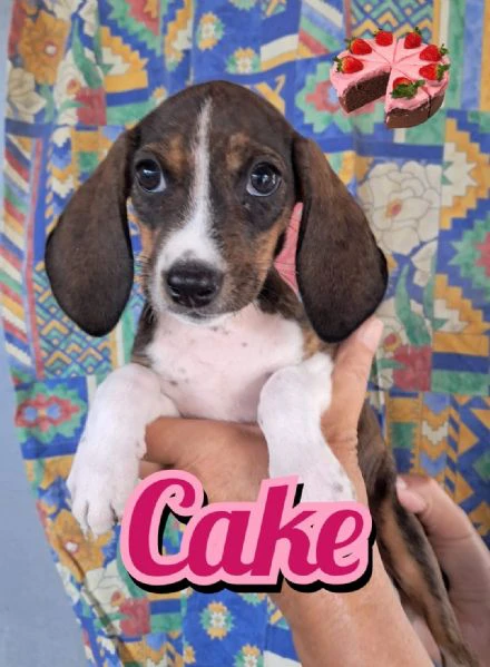 cake della serie i dolcetti