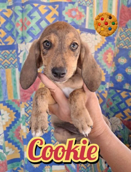 cookie della serie i dolcetti