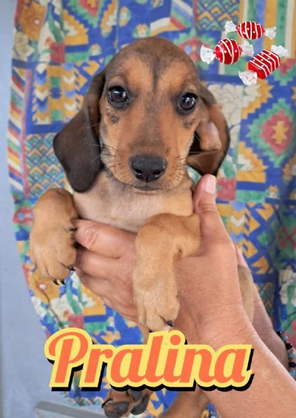 pralina della serie i dolcetti