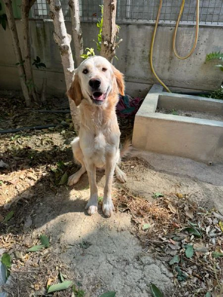 raffy mix golden retriever | Foto 1