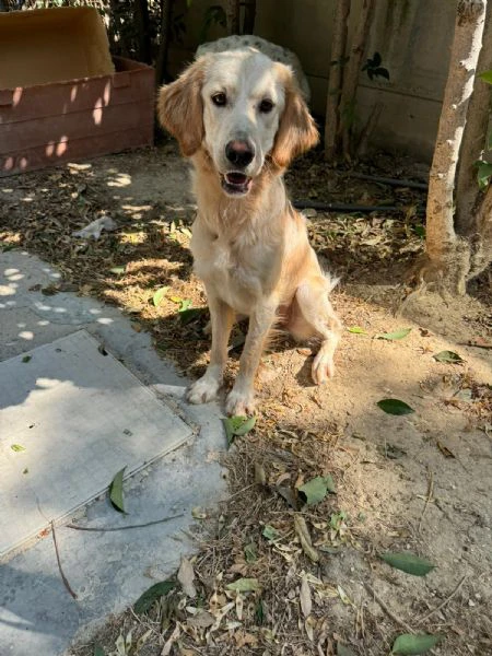 raffy mix golden retriever | Foto 0