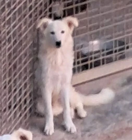 david simil boarder collie