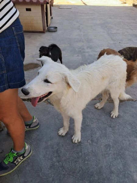 david simil boarder collie | Foto 0