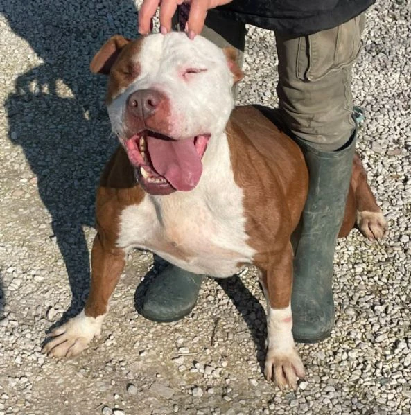 cosmo mix american bully | Foto 1