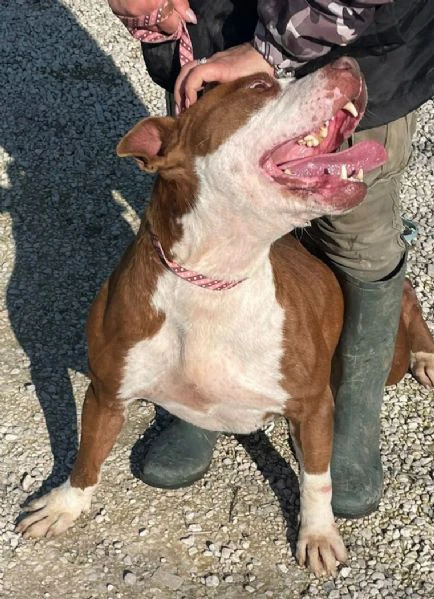 cosmo mix american bully | Foto 0