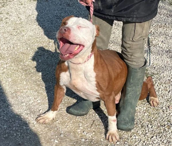 cosmo mix american bully