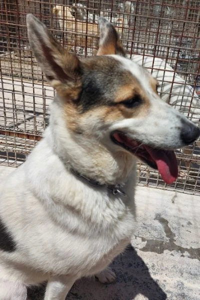 balu', cerca casa | Foto 2