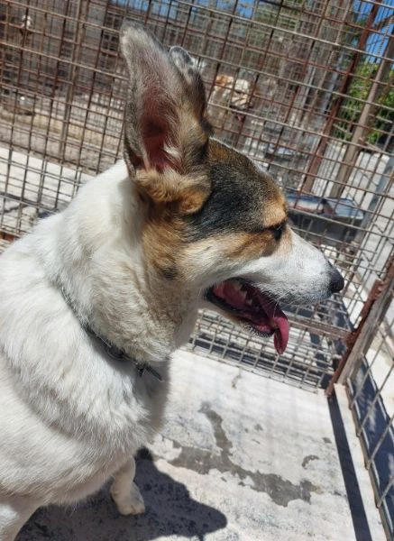 balu', cerca casa | Foto 1
