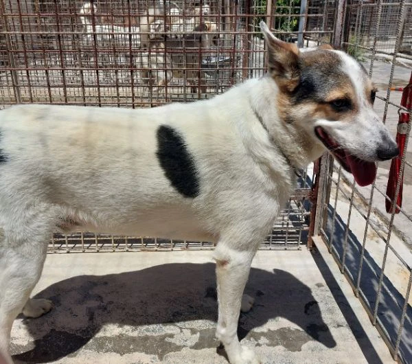balu', cerca casa | Foto 0
