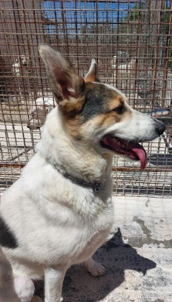 balu', cerca casa