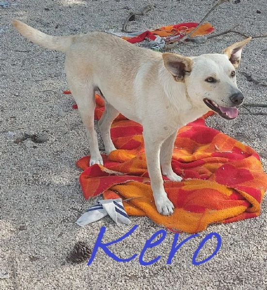 kero giovanotto (settembre '23) | Foto 1