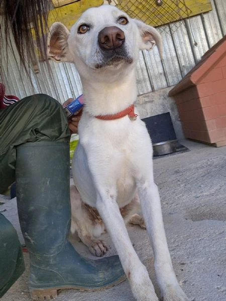 xena cucciola amorevole