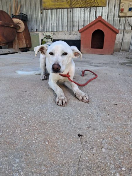 xena cucciola amorevole | Foto 2