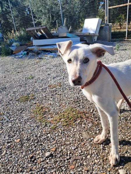 xena cucciola amorevole | Foto 1