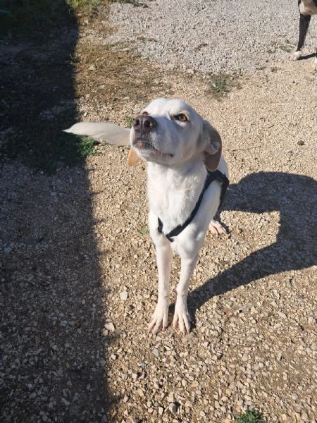 yuma una dolcissima pelosetta in cerca di amore | Foto 3
