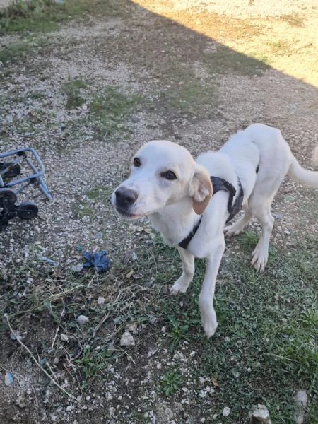 yuma una dolcissima pelosetta in cerca di amore | Foto 2