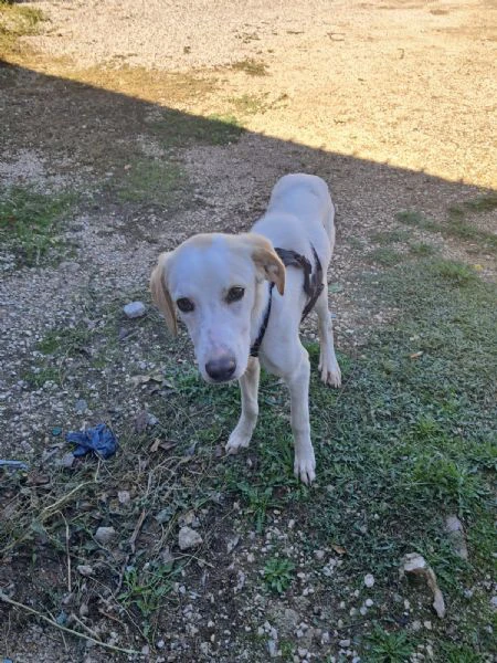yuma una dolcissima pelosetta in cerca di amore | Foto 1