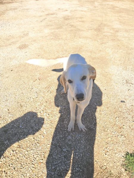 yuma una dolcissima pelosetta in cerca di amore | Foto 0