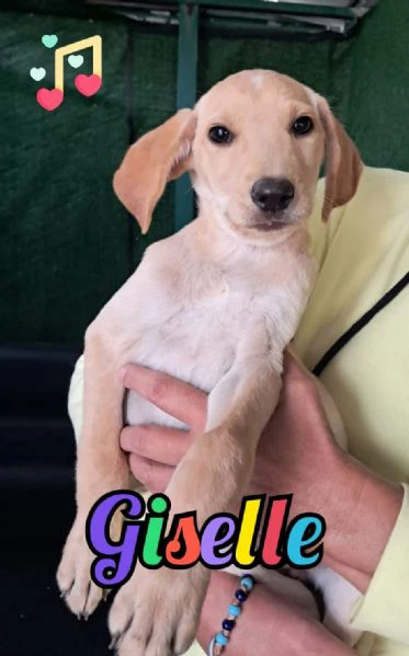 giselle