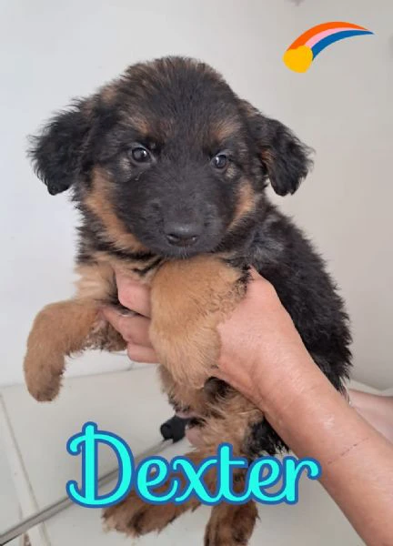 dexter meraviglioso cucciol