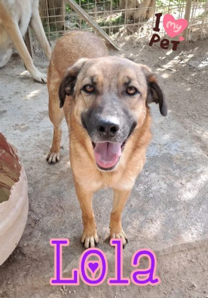 lola in attesa di adozione
