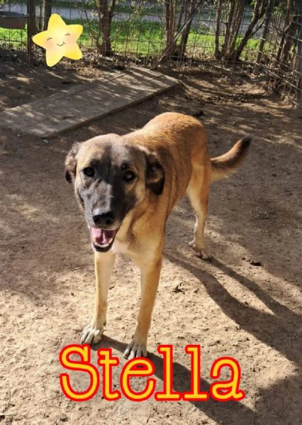 stella cucciola birichina