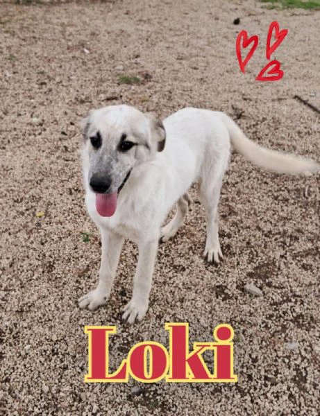 loki nato ad aprile ‘25