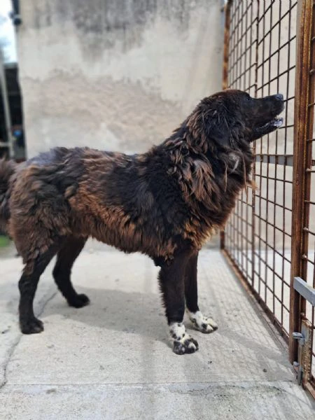 zeno – 2 anni di canile, ora cerca una vera famiglia | Foto 1