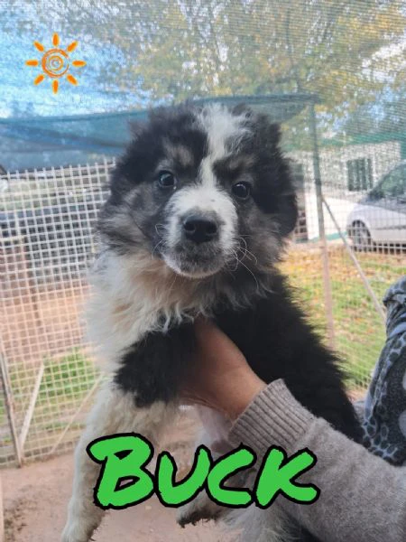 buck cucciolo meticcio