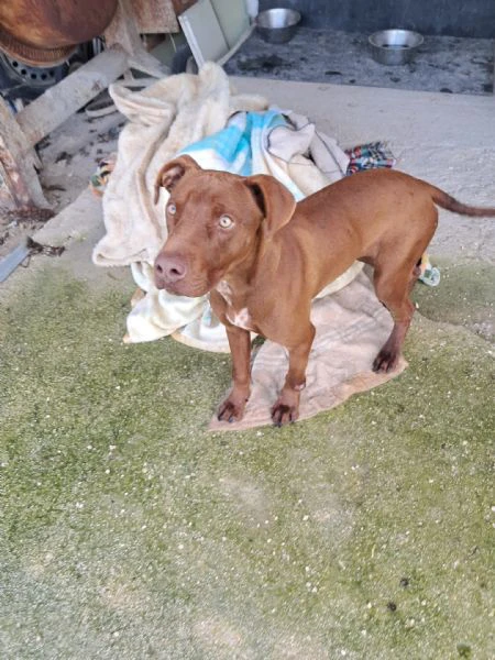 bayles cucciolo mix pit/bracc | Foto 0